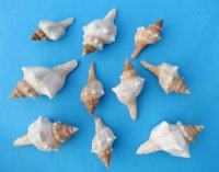 Wholesale Trapezium horse conch shells for hermit crabs, fox shells 2" - 4" - Case of 350 @ .50 each