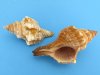 Wholesale Striped Fox Conch Seashells for crafts and hermit crabs and shell 3 to 4 inches - Case of 350 pcs @ $.38 each