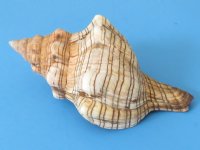 Wholesale Fox Shells for hermit crabs,  Trapezium Horse Conchs 4 to 5 inches Packed 50 @ .51 each
