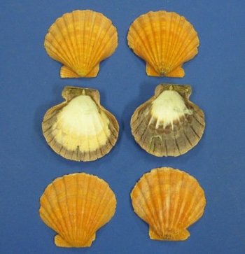 Wholesale single orange Atlantic Lion's Paw shells 5 inch to 5-1/2 inch - 6 pcs @ $2.75 each; 48 pcs @ $2.45 each