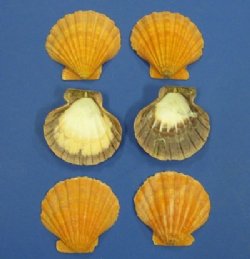 Wholesale single orange Lion's Paw shells 5 to 6  inch - 6 pcs @ $2.75 each; 30 pcs @ $2.45 each