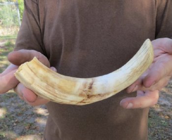 9 inch Warthog Tusk, Warthog Ivory from African Warthog .40 lb and 20% solid for $40 