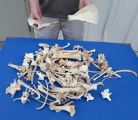 4 pound box Assorted deer bones and boar bones wholesale - 1 inch to 8 inches - $25 a box.  