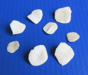 Alligator Osteoderm (Scutes) Bone 1' to 2" - 10 pcs @ $1.50 each ($15 bag)