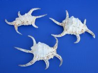 Wholesale lambis chiragra spider conch shells 8 to 10 inches Bulk large seashells - Packed 2 @ $5.00 each; Packed: 20 @ $4.50 each