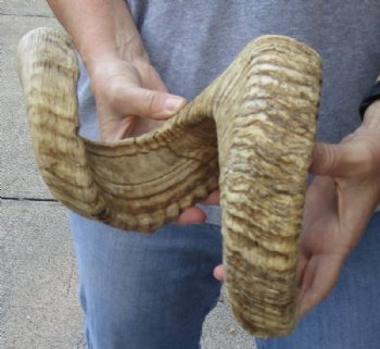 Sheep Horn, Ram Horns Hand Selected 