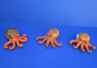 Painted Tiger Cowrie Octopus Novelty 3-1/2 inches long - 12 pcs @ $2.50 each; 36 pcs @ $2.25 each