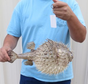 Dried Porcupine Fish Hand Picked