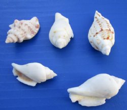 Wholesale White Chulla Strombus Conch Shells 1-1/2 to 2-1/2 inches - 1 Gallon @ $5.75 a gallon; 10 gallons or More @ $5.15 a gallon
