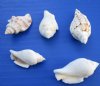 Wholesale White Chulla Strombus Conch Shells in Bulk Bags 1-1/2 to 2-1/2 inches - Minimum: 1 Gallon @ $5.75 a gallon; 10 gallons or More @ $5.15 a gallon