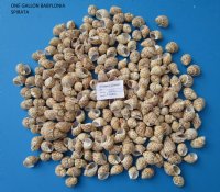 1-1/2 to 2 inches Wholesale Babylonia Spirata, Small Hermit Crab Shells - $7.00 a gallon; 10 or More @ $6.30 a gallon