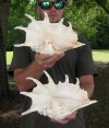 Giant Spider Conch Shells Hand Picked Pricing