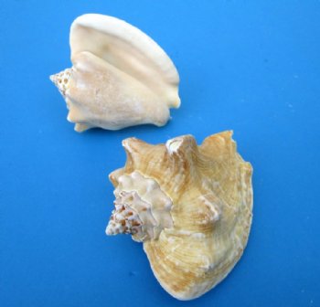 Wholesale Milk Conch Shells in Bulk, 4-1/2 to 5-1/2 inches - 12 @ $2.75 each; 36 @ $2.45 each