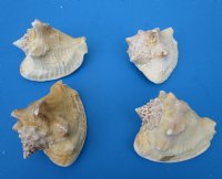 Wholesale Milk Conch Shells in Bulk 4 to 5 inches - Case of 36 @ $2.30 each