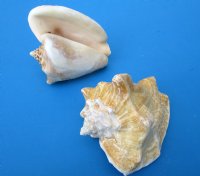 Wholesale Milk Conch Shells in Bulk 5 to 6 inches -Case of 24 @ $3.15 each