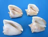 Wholesale Milk Conch Shells in Bulk 5 to 6 inches -Case of 24 @ $3.15 each