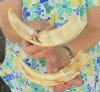 Two 8 inch Warthog Tusks, Warthog Ivory from African Warthog .65 lb for $70 (You are buying the tusks in the photo)