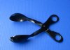 Wholesale Polished Buffalo Horn Tongs (Spoon and Spork Grabber) - Packed: 2 pc @ $15.75 each; Packed: 6 pcs @ $13.75 each