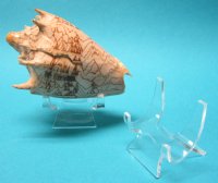 Wholesale Small Display Easel Stands for Agate Slices and Shells 2 inches by 2 inches - 12 pcs @ $1.60 each; 60 pcs @ $1.44 each