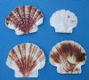 Wholesale Pecten Albican Flat Scallop Shells 2-1/2 to 3 inches - Pack of 1 Gallon (3 pounds) @ $8.00 a gallon; 10 or more gallons @ $7.25 a gallon