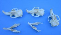 2 Muskrat Full Skulls and 1 Muskrat Top Skull 2-1/2 inches by 1-/2 inches for $45.00