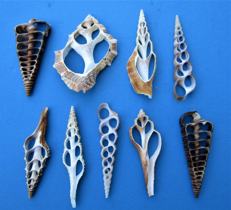 Wholesale Center Cut assorted mixed seashells in bulk 3 to 4 inches