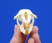 2-1/2 inches Muskrat Skull for Sale (Ondatra Zibethicus) for $19.00