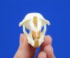 2-1/2 inches Muskrat Skull for Sale (Ondatra Zibethicus) - You are buying this one for $19.00