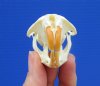 2-1/2 inches Muskrat Skull for Sale (Ondatra Zibethicus) for $19.00