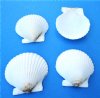Wholesale Florida White scallop shells for crafts 1-3/4" to 2-1/2" - Packed: 100 @ .13 each; Pack of 500 @ .12 each