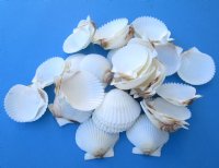 Wholesale Florida White scallop shells for crafts 1-3/4" to 2-1/2" - Packed: 100 @ .13 each; Pack of 500 @ .12 each