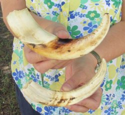 Two 9 inch Warthog Tusks, Warthog Ivory from African Warthog .55 lb for $75 