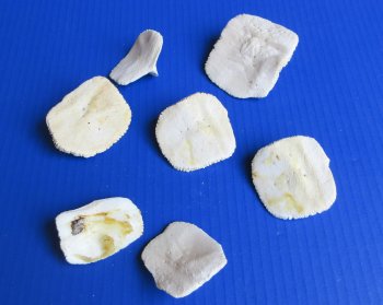 Alligator Osteoderm (Scutes) Bone 2' to 3" - 10 pcs @ $2.00 each ($20 bag)