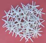 Wholesale Off white pencil starfish 2  to 2-7/8  inches - 100 pieces @ .37 each