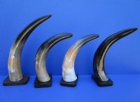 Wholesale Polished Cattle/Cow horn on wooded base 11 inch to 15 inch - 2 pcs @ $10.00 each