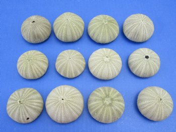 Wholesale Green Sea Urchin  1-5/8 inches to 2-1/8 inches - 12 pieces @ .35 each 