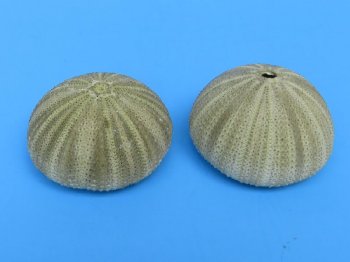 Green sea urchins, for crafts 1-5/8" to 2-1/8" - 620 pcs @ .28 each 