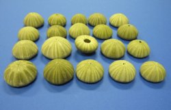 Wholesale Green Sea Urchin  1-5/8 inches to 2-1/8 inches - 12 pieces @ .40 each 