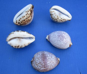 Wholesale Lord's Prayer Carved on Tiger Cowrie - 10 pcs @ $1.90 each; 60 pcs @ $1.70 each