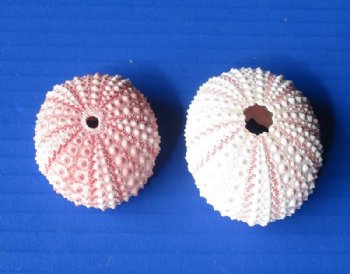 Wholesale pink sea urchins dried sea urchins - 25 pcs @ $.25 each