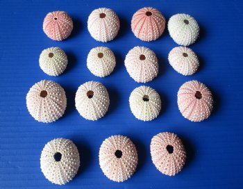 Wholesale pink sea urchins 1-1/4 inches to 1-3/4 inches - 1000 pcs @ .18 each 
