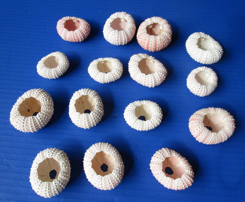 Wholesale pink sea urchins dried sea urchins