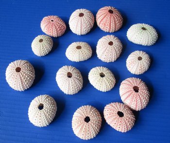 Wholesale pink sea urchins dried sea urchins - 25 pcs @ $.25 each