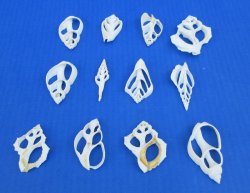 Wholesale White Center Cut assorted mixed shells 2" to 3"  - 100 pieces @ $.25 each; 500 pcs @ $.22 each