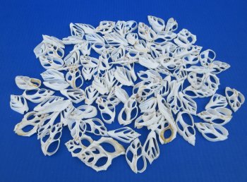 Wholesale White Center Cut assorted mixed shells 2" to 3"  - 100 pieces @ $.25 each; 500 pcs @ $.22 each