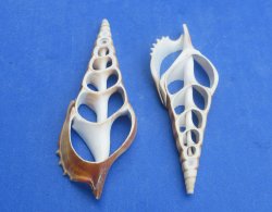 Center-Cut Natural Tibia Curta Seashell Slices - 25 pcs @ $.40 each; 200 pcs @ $.36 each