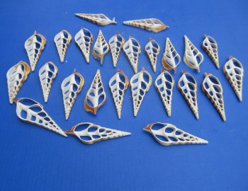 Center-Cut Natural Tibia Curta Seashell Slices - 25 pcs @ $.40 each; 200 pcs @ $.36 each