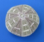 Wholesale Alfonso Sea Urchins for shell crafts and air plants  - 3"-4" - Packed: 10 pcs @ $.80 each