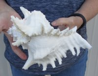 One Murex Ramosus Shell 9-1/2 inches