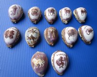 Wholesale Carved Zodiac Tiger Cowrie Shells 2-1/2 to 3 inch - 12 pcs @ $1.30 each; 96 pcs @ $1.17 each